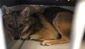 Kaza geçiren çakal ameliyatla doğal yaşama dönüyor