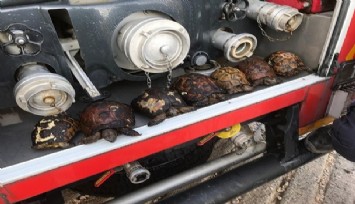 İtfaiyeden 8 kaplumbağa ve yavru köpek içni operasyon: Hepsi kurtarıldı