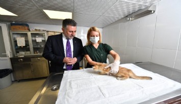 5 ayda bin 250 can dost tedavi edildi