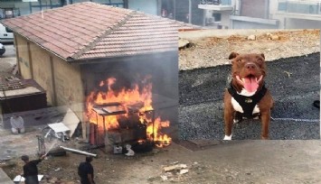 İzmir’de kulübesini ateşe verdiği köpeği vahşice öldüren sanık hakkında istenen ceza belli oldu