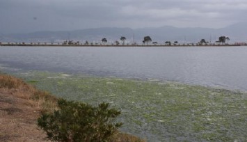 ''İzmir'de tüm zamanların en uzun süreli deniz marulu görülüyor''