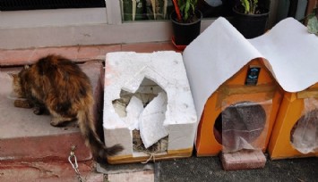 “Can dost” düşmanı, kedi yuvasına saldırdı: Görüntüler “pes dedirtti”