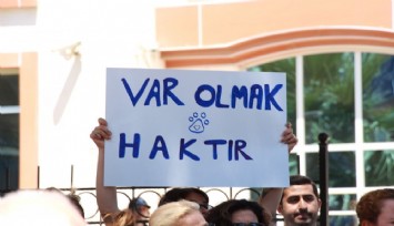 Barınaklar ölüm kampı olmasın: Artık yasayı uygulayın