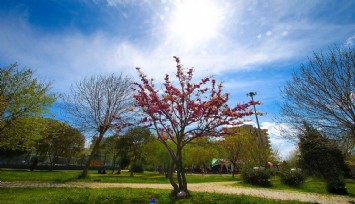Bayraklı’nın yeşil oranı her yıl artıyor