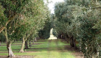 Kamuoyu tepkisi sonuç verdi: 'Zeytinliklerde madenciliğe izin' torba kanun teklifinden çıkarıldı