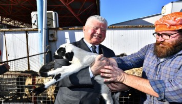 Seferihisar’daki üreticiye küçükbaş hayvan desteği