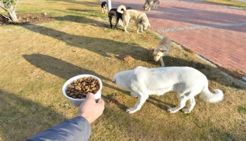 İzmir Büyükşehir can dostların yanında