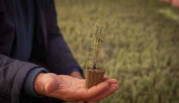 İzmir’in doğal bitkileri şehre taşınıyor
