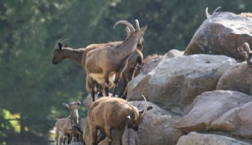 İzmir Doğal Yaşam Parkı’nın 24 sakininin yeni evi Antalya