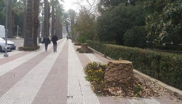 İzmir Büyükşehir Belediyesinden Kültürpark açıklaması: 72 ağacı yönetmelik gereği kestik