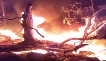 İzmir'de ormanlık alanda yangın paniği  