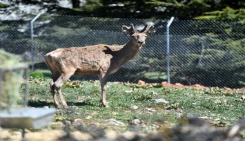 Doğal Yaşam Parkı’ndaki kızıl geyiklerin yeni yuvası Spil Dağı oldu