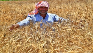 İzmir’de karakılçık buğdayı eken üreticinin yüzü iki kat fiyatla güldü