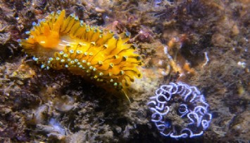 İzmir Körfezi’nde heyecan veren fotoğraf: İlk kez görüntülendi