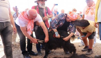 Karaburun dağlarında “Kırkım” coşkusu