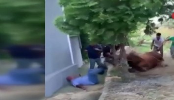 Türkiye’den kurban manzaraları: Kimi yerde yuvarlandı, kimi peşinden koştu