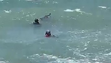 Yavrusu ölü doğan yunus Güzelbahçe sahilinde kendini karaya vurdu 