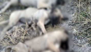 Bayındır’daki köpek katliamına İzmir Barosu el koydu: Sonuna kadar takipçisi olacağız