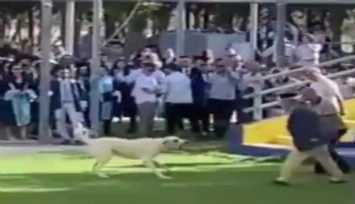 Ege Üniversitesi Tıp Fakültesi mezuniyet töreninde başıboş köpek krizi