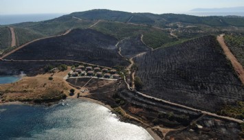 Seferihisar’da içler acısı görüntü: 2009’daki yangının ardından ağaçlandırma sahası olan alanda yeni filizlenen ağaçlar yine yandı