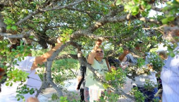 Çeşme’de 40 yıl sonra ağaçlardan yeniden sakız damlıyor: 20 bin yeni fidan dikilecek