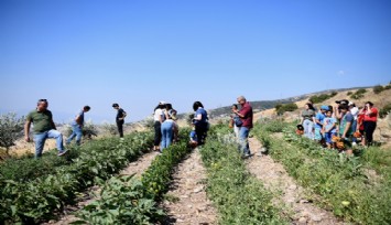 Bornova’da hasat zamanı: Atalık tohumlar geleceğe taşındı