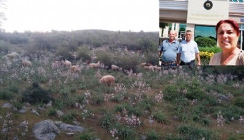 Bergamalı çobanların zaferi: 3 bin dönümlük mera alanındaki sanayi bölgesi için başlatılan ÇED süreci durduruldu