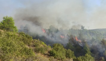 Manisa'da orman yangını