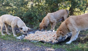 Atık yemekler can dostlarına gidiyor