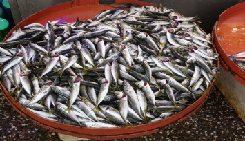 Hamsi azalışa geçti, istavrit fiyatıyla şaşırttı