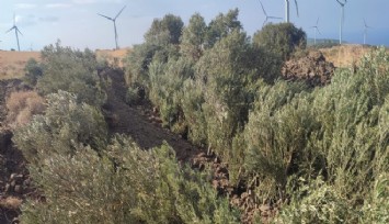 Karaburun'da zeytinin zaferi