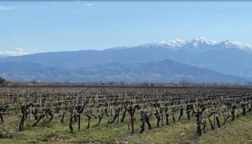 Enerji devi harekete geçmişti… Mahkemeden üzüm bağlarını kurtaran karar!