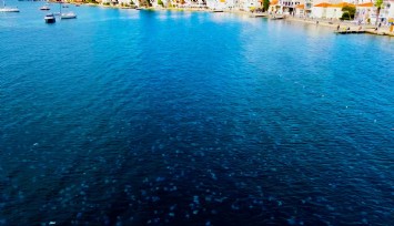 Denizanalarının Foça istilası görüntülendi