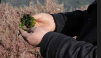 Deniz marulları, ambalaj sektörüne umut olacak