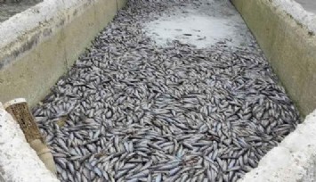 Deprem sonrası binlerce balık telef oldu