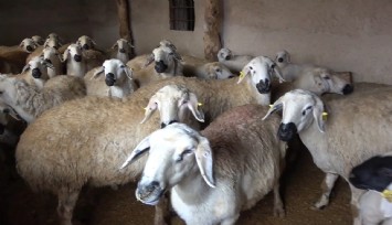 Uzmanından şap varyantı uyarısı: Çok hızlı bir şekilde bulaşıyor