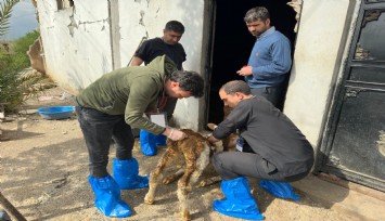 DEÜ’lü uzmanlardan deprem bölgesinde şap virüsü uyarıları