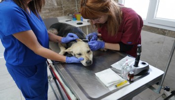 Menemen Belediyesi depremzede hayvanlara sahip çıktı