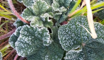 Meterolojiden Aydın için önemli uyarı