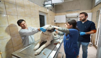 Gaziemir’de 21 bin 940 can dostuna veteriner hizmeti