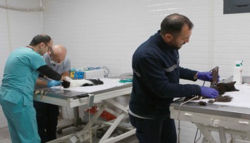 Bayraklı’daki can dostlara özel klinik