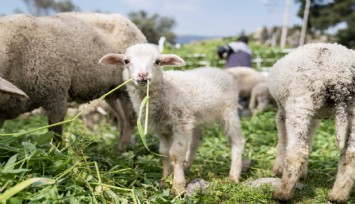 Büyükşehir’den yerli tohum hamlesi