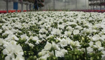 Süs bitkileri sektöründe Anneler Günü telaşı