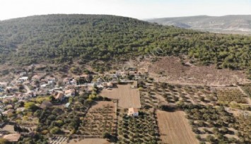 Foça’da zeytinlikler nefes alacak