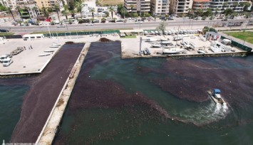 Bostanlı sahilinde deniz marulu temizliği