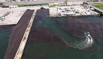 Bostanlı sahilinde deniz marulu temizliği