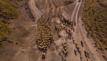 Sürülerin tozlu göç yolculuğu başladı