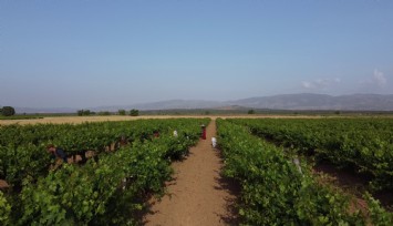 Hatay'da depremzede üreticiler üzüm yaprağı mesaisinde