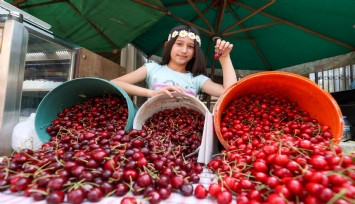 Buca'da Kiraz Festivali için hazırlıklar tamam