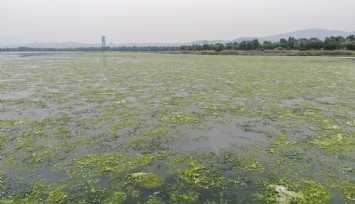 İzmir Körfezi can çekişiyor